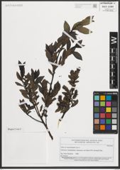 Foto von Salix mielichhoferi Saut.